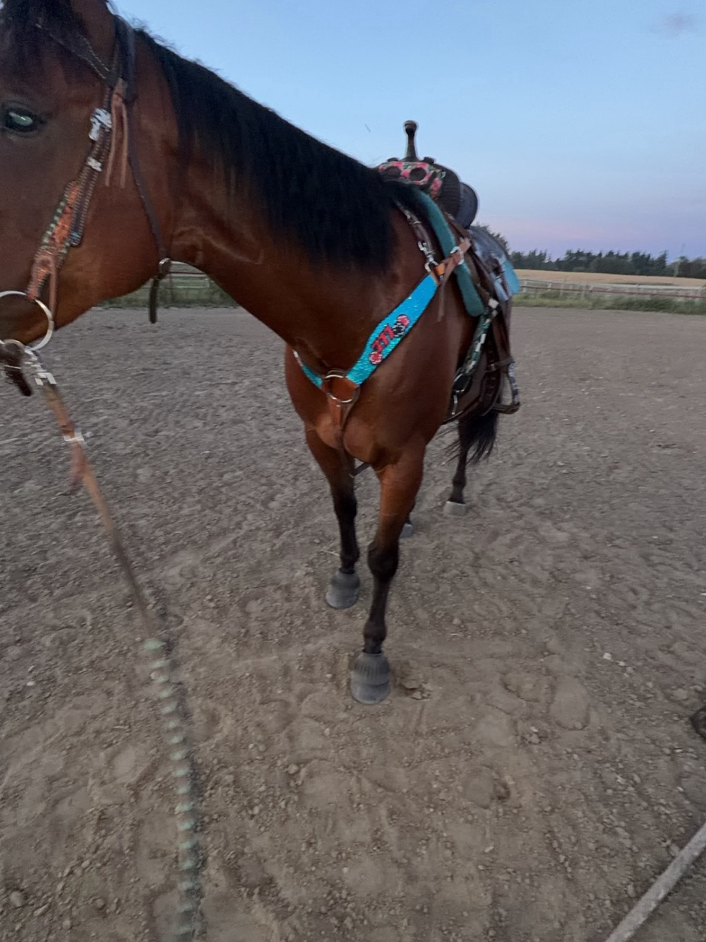 Turquoise Horse Breastcollar with- Equine Tack